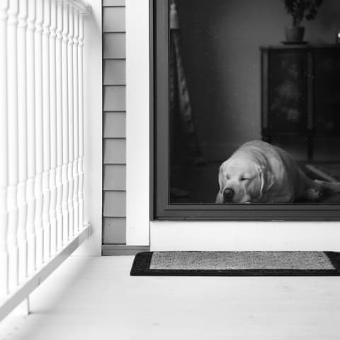 Dog resting behind a retractable screen